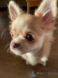 Foto №3. Chihuahua. USA