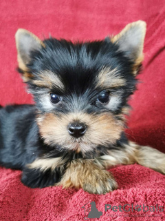 Foto №1. yorkshire terrier - zum Verkauf in der Stadt Østby | 350€ | Ankündigung № 71828