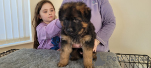 Foto №3. Schöne deutsche Schäferhundjungen und -mädchen. USA