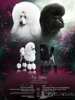 Foto №1. pudel (royal) - zum Verkauf in der Stadt Zenjanin | verhandelt | Ankündigung № 148953