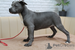 Foto №4. Ich werde verkaufen amerikanischer staffordshire terrier in der Stadt Chisinau. züchter - preis - 600€