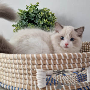 Foto №2 zu Ankündigung № 155912 zu verkaufen ragdoll-katze - einkaufen Deutschland züchter