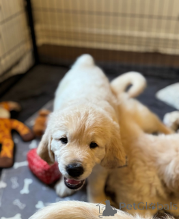 Foto №3. Lilac Merle und Lilac Chow Chow Welpen zu verkaufen. Georgien