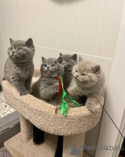 Foto №1. britisch kurzhaar - zum Verkauf in der Stadt Берлингероде | Frei | Ankündigung № 140715