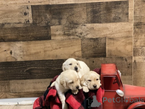 Foto №2 zu Ankündigung № 135426 zu verkaufen golden retriever - einkaufen Großbritannien quotient 	ankündigung, züchter