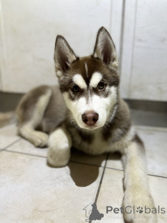 Foto №2 zu Ankündigung № 162731 zu verkaufen siberian husky - einkaufen Finnland züchter