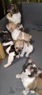 Foto №3. Ich biete Reservierung an. Ukraine