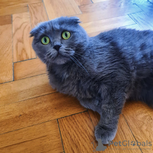 Foto №3. britische Falte. Polen