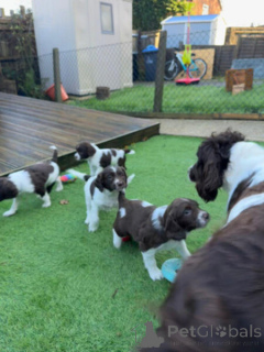 Foto №2 zu Ankündigung № 149698 zu verkaufen english springer spaniel - einkaufen Deutschland quotient 	ankündigung