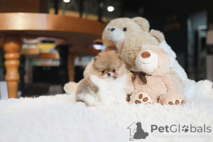 Foto №1. pommersche spitz - zum Verkauf in der Stadt Tennessee City | verhandelt | Ankündigung № 155002