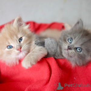 Foto №2 zu Ankündigung № 172363 zu verkaufen sibirische katze - einkaufen Griechenland quotient 	ankündigung