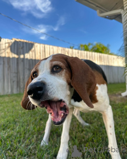 Foto №3. Lernen Sie Hudson kennen, den verspielten Wasserforscher mit einem Herzen so. Belgien
