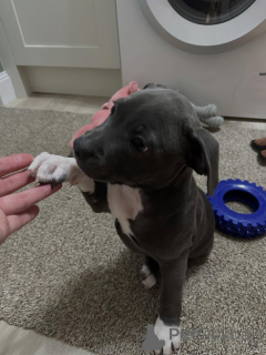 Foto №3. Charmanter Staffordshire Bullterrier, intelligent und liebevoll. Frankreich