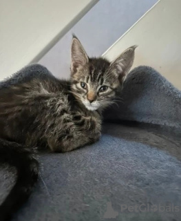 Foto №4. Ich werde verkaufen cornish rex in der Stadt Melton. züchter - preis - Frei