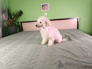 Foto №3. Zwergpudel. Estland