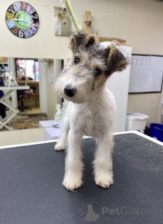 Foto №4. Ich werde verkaufen mischlingshund in der Stadt Chicago. züchter - preis - 531€