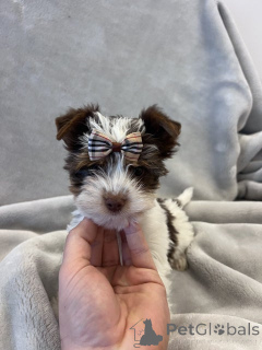 Foto №3. Biewer Yorkshire Terrier Registrierert. Deutschland