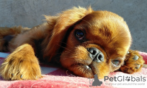 Foto №2 zu Ankündigung № 7775 zu verkaufen english toy terrier - einkaufen Ukraine züchter