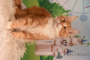 Foto №3. Vladi. Israel