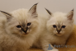 Foto №1. birma-katze - zum Verkauf in der Stadt Barra de Navidad | 367€ | Ankündigung № 172226