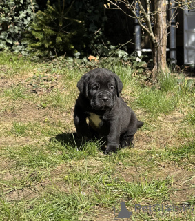 Foto №2 zu Ankündigung № 159854 zu verkaufen cane corso italiano - einkaufen Litauen quotient 	ankündigung