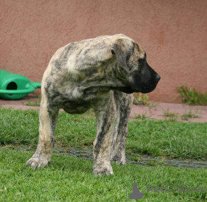 Foto №3. Dogo Canario Welpen. Lettland
