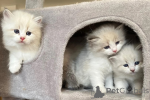 Foto №1. sibirische katze - zum Verkauf in der Stadt Grevenbroich | 350€ | Ankündigung № 174782