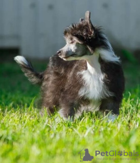 Foto №2 zu Ankündigung № 118638 zu verkaufen chinesischer schopfhund - einkaufen Serbien züchter