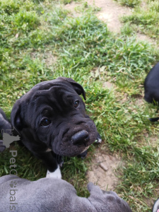 Foto №2 zu Ankündigung № 139925 zu verkaufen staffordshire bull terrier - einkaufen Schweiz quotient 	ankündigung