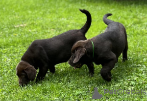 Foto №2 zu Ankündigung № 56604 zu verkaufen labrador retriever - einkaufen Deutschland 