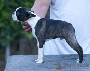 Zusätzliche Fotos: Boston Terrier Wunderschöne Welpen zu verkaufen