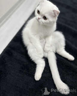 Foto №2 zu Ankündigung № 176224 zu verkaufen schottische faltohrkatze - einkaufen Georgien quotient 	ankündigung, züchter