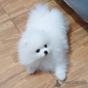 Foto №3. Wunderschöne Szpic Pommersche Welpen. Deutschland