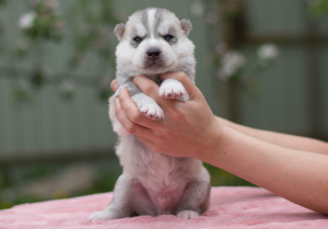 Zusätzliche Fotos: Siberian Husky Welpen von Stammbaum Eltern