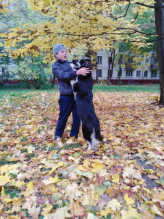 Foto №4. Ich werde verkaufen osteuropäischer schäferhund in der Stadt Moskau. vom kindergarten, züchter - preis - 292€