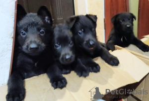 Foto №1. osteuropäischer schäferhund - zum Verkauf in der Stadt Альметьевск | verhandelt | Ankündigung № 8456