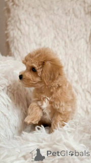 Foto №3. Smart, soziale und absolut entzückende Maltipoos zum Verkauf. Deutschland