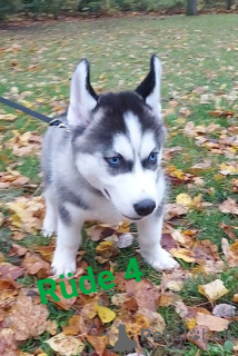 Foto №3. Husky welpen. Deutschland