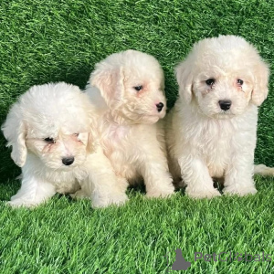Foto №1. bichon frisé - zum Verkauf in der Stadt Luxemburg | verhandelt | Ankündigung № 178071