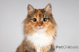 Foto №2 zu Ankündigung № 166043 zu verkaufen  - einkaufen Russische Föderation aus dem tierheim