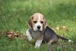 Foto №2 zu Ankündigung № 113257 zu verkaufen beagle - einkaufen Polen quotient 	ankündigung, züchter