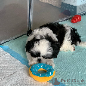 Foto №3. Adorable Male And Female Shih Tzu Puppies. USA