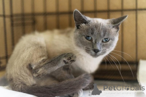 Foto №4. Ich werde verkaufen  in der Stadt Chimki. aus dem tierheim - preis - Frei