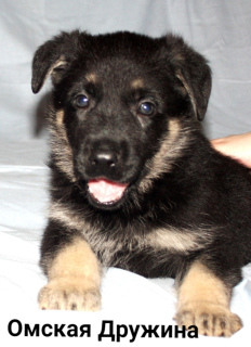 Foto №1. osteuropäischer schäferhund - zum Verkauf in der Stadt Omsk | 225€ | Ankündigung № 5082