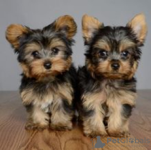 Foto №2 zu Ankündigung № 56129 zu verkaufen yorkshire terrier - einkaufen Finnland 