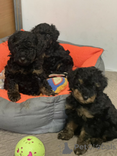 Foto №2 zu Ankündigung № 138403 zu verkaufen pudel (toy) - einkaufen Serbien 