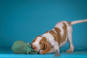 Foto №3. Bracco Italiano Welpe. Polen