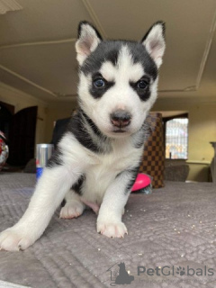 Foto №1. siberian husky - zum Verkauf in der Stadt Quinto | Frei | Ankündigung № 129164