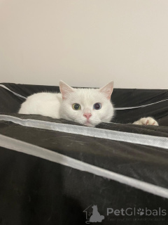 Foto №3. Verspielter britischer Van Hybrid.. Türkei