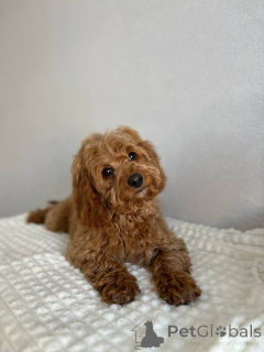 Foto №4. Ich werde verkaufen mischlingshund in der Stadt Amsterdam. züchter - preis - verhandelt